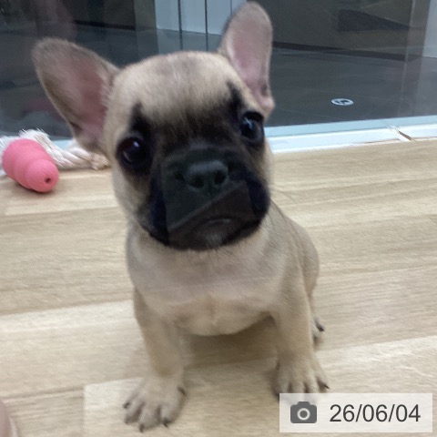 フレンチ・ブルドッグの写真