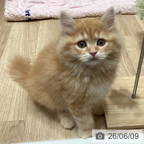 サイベリアンの写真