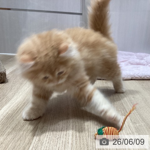 サイベリアンの写真