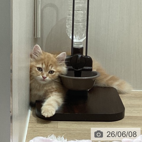 サイベリアンの写真
