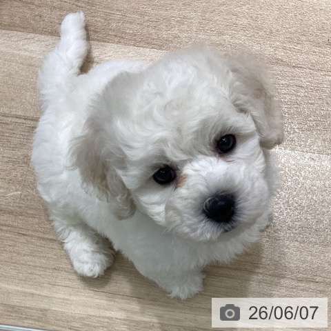 宮城県のビションフリーゼ (ペットプラス 名取店/2026年4月3日生まれ/男の子/ホワイト)の子犬の4枚目の画像