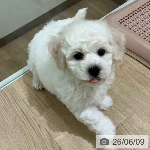 宮城県のビションフリーゼ (ペットプラス 名取店/2026年4月3日生まれ/男の子/ホワイト)の子犬の3枚目の画像