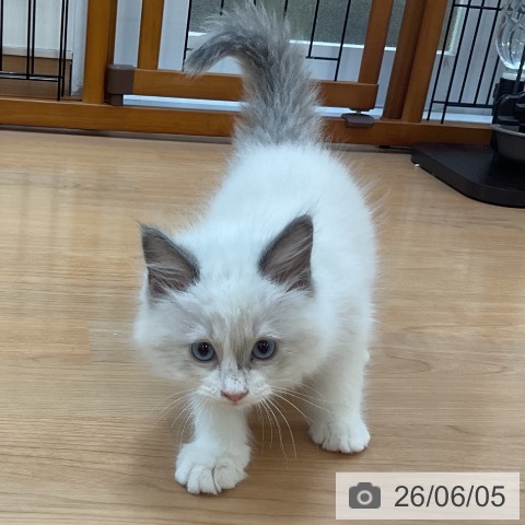 ラグドールの写真