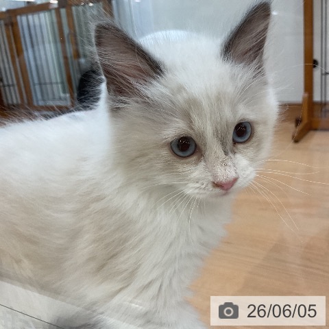 ラグドールの写真