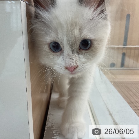 ラグドールの写真