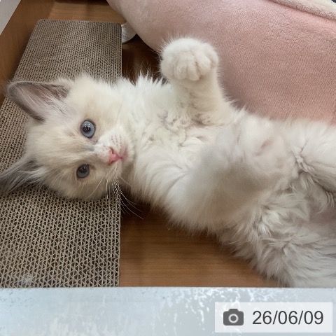 埼玉県のラグドール (ペッツワン 浦和美園店/2026年3月27日生まれ/男の子/ブルーポイントバイカラー)の子猫の3枚目の画像