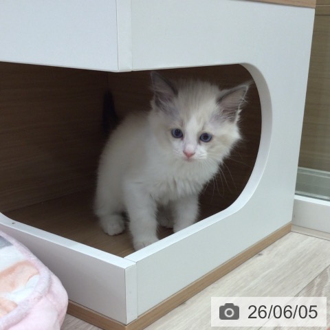 ラグドールの写真