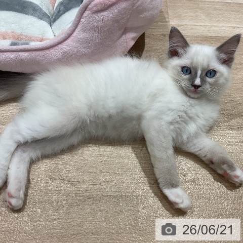 ラグドールの写真