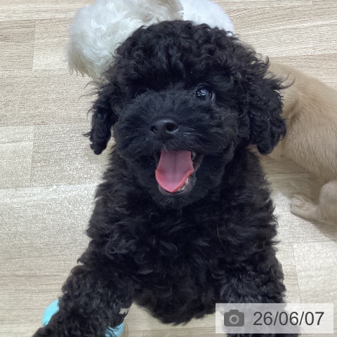 宮城県のトイプードル(トイ) (ペットプラス 名取店/2026年3月30日生まれ/男の子/ブラック)の子犬の4枚目の画像