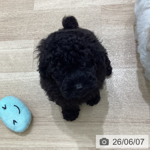 宮城県のトイプードル(トイ) (ペットプラス 名取店/2026年3月30日生まれ/男の子/ブラック)の子犬の3枚目の画像