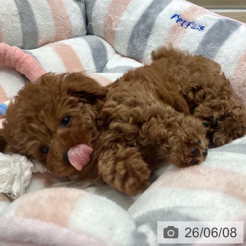 茨城県のトイプードル(トイ) (ペットプラス つくば店/2026年4月3日生まれ/女の子/レッドフォーン)の子犬の3枚目の画像