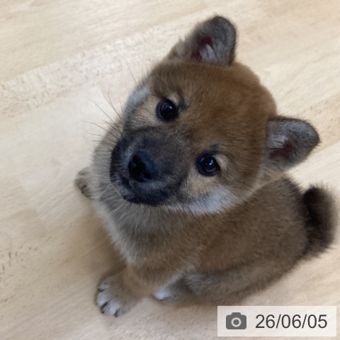 柴の写真