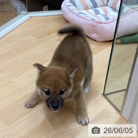 柴の写真