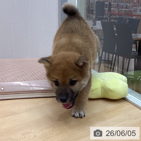 柴の写真