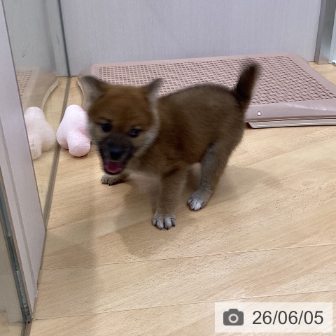 柴の写真