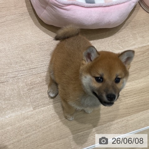 岩手県の柴犬(標準サイズ) (ペットプラス 盛岡南店/2026年4月4日生まれ/男の子/赤)の子犬の4枚目の画像
