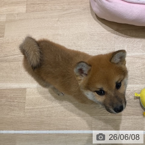 岩手県の柴犬(標準サイズ) (ペットプラス 盛岡南店/2026年4月4日生まれ/男の子/赤)の子犬の3枚目の画像