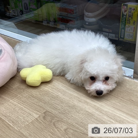 東京都のビションフリーゼ (ペットプラス むさし村山店/2026年4月4日生まれ/女の子/ホワイト)の子犬の4枚目の画像