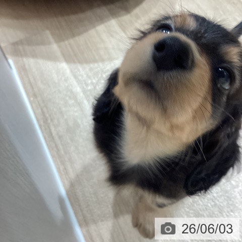 カニーンヘン・ダックスフンドの写真