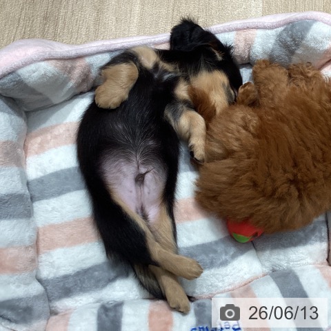 埼玉県のカニンヘンダックスフンド(ロング) (ペットプラス ピオニウォーク東松山店/2026年4月4日生まれ/男の子/ブラックタン)の子犬の4枚目の画像