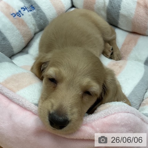 ミニチュア・ダックスフンドの写真