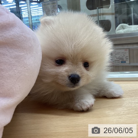ポメラニアンの写真
