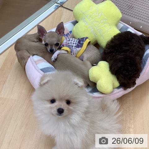 埼玉県のポメラニアン (ペットプラス 浦和美園店/2026年4月4日生まれ/女の子/クリーム)の子犬の4枚目の画像