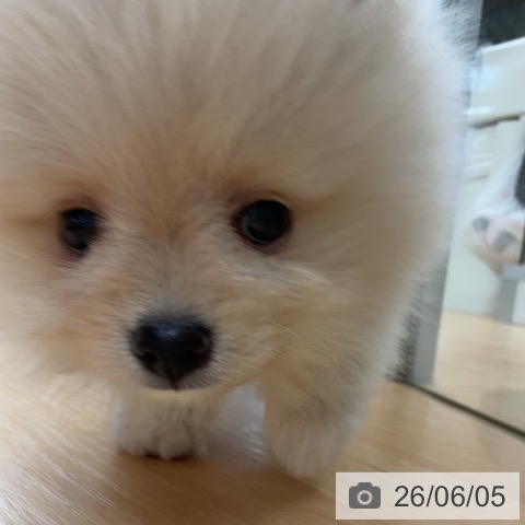ポメラニアンの写真