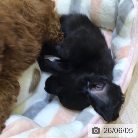 ミニチュア・ダックスフンドの写真