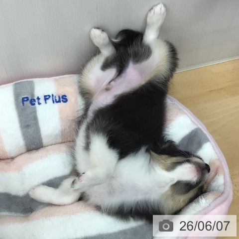 チワワの写真