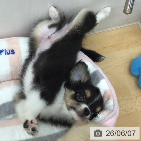 チワワの写真