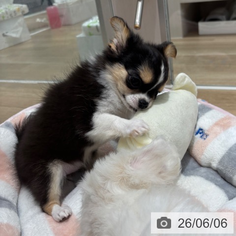 チワワの写真