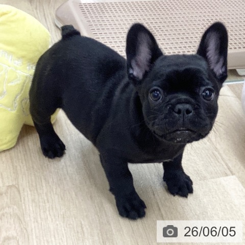 フレンチ・ブルドッグの写真