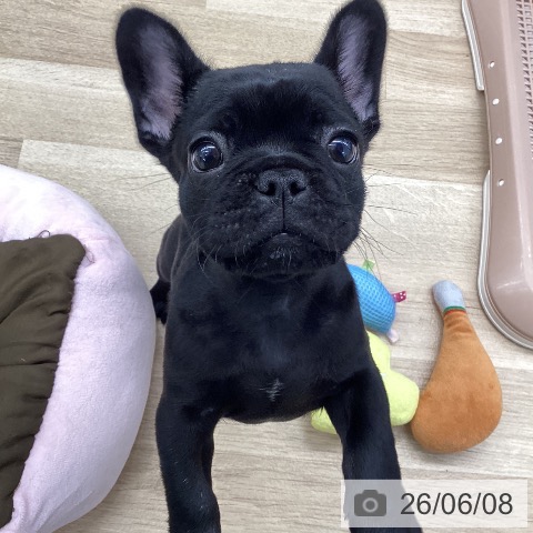 フレンチ・ブルドッグの写真