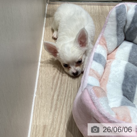 チワワの写真