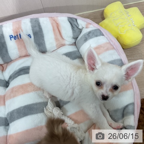 チワワの写真