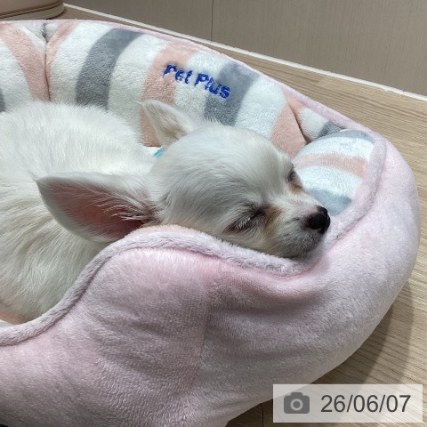 チワワの写真