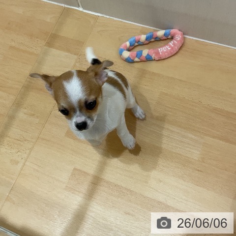 チワワの写真