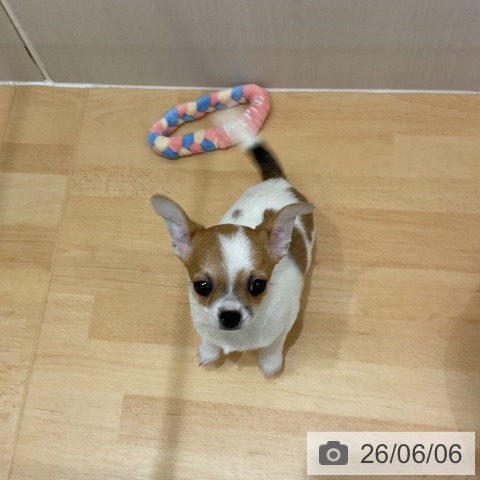 チワワの写真