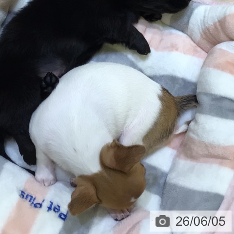 チワワの写真