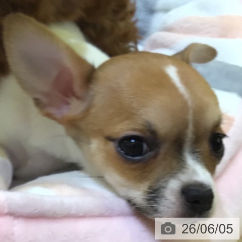 チワワの写真