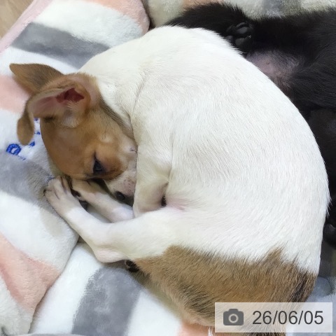 チワワの写真