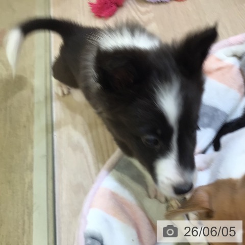 シェットランド・シープドッグの写真