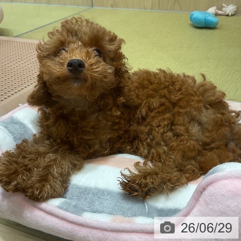 福島県のトイプードル(トイ) (ペットプラス イオンタウン郡山店/2026年4月4日生まれ/男の子/レッド)の子犬の4枚目の画像