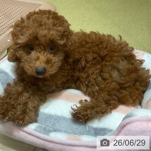 福島県のトイプードル(トイ) (ペットプラス イオンタウン郡山店/2026年4月4日生まれ/男の子/レッド)の子犬の3枚目の画像