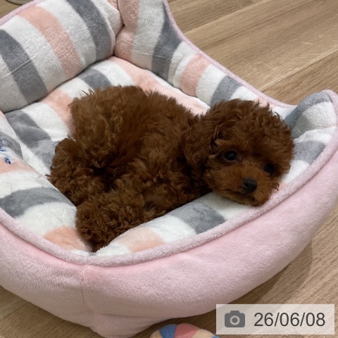 岩手県のトイプードル(トイ) (ペットプラス 盛岡南店/2026年4月4日生まれ/女の子/レッド)の子犬の3枚目の画像