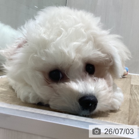 千葉県のビションフリーゼ (ペットプラス 木更津店/2026年4月6日生まれ/男の子/ホワイト)の子犬の3枚目の画像