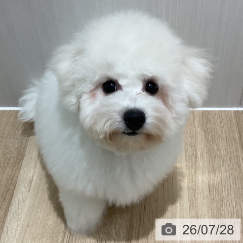 千葉県のビションフリーゼ (ペットプラス 木更津店/2026年4月6日生まれ/男の子/ホワイト)の子犬の3枚目の画像