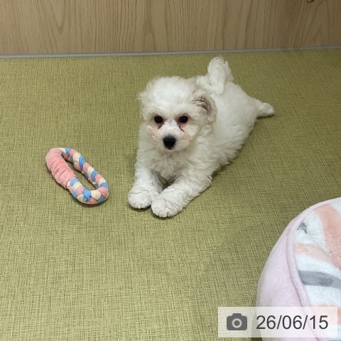福島県のビションフリーゼ (ペットプラス イオンタウン郡山店/2026年4月6日生まれ/男の子/ホワイト)の子犬の4枚目の画像