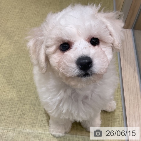 福島県のビションフリーゼ (ペットプラス イオンタウン郡山店/2026年4月6日生まれ/男の子/ホワイト)の子犬の3枚目の画像